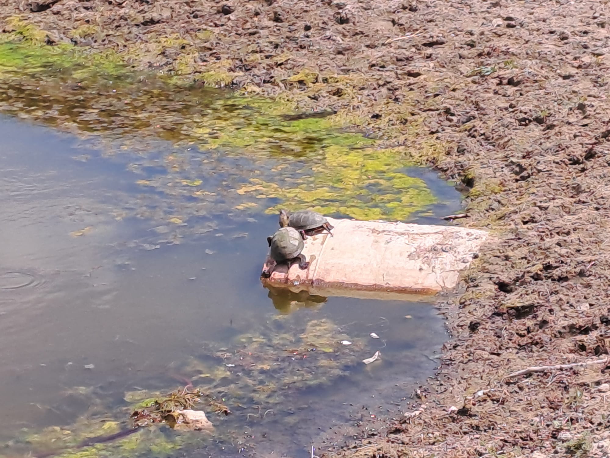 Turtles sunning on a log