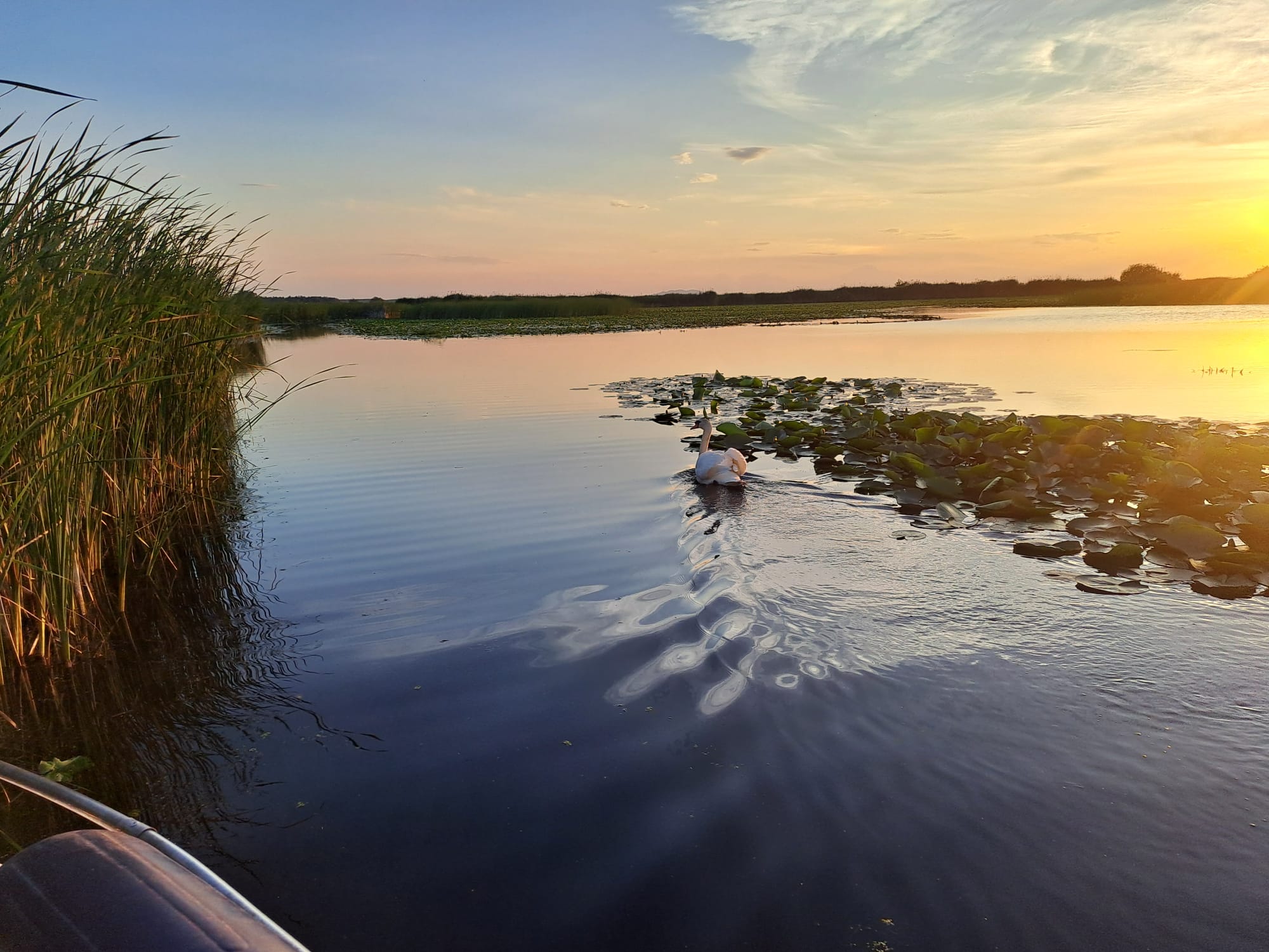 Swan on mirror-still Delta water at dusk