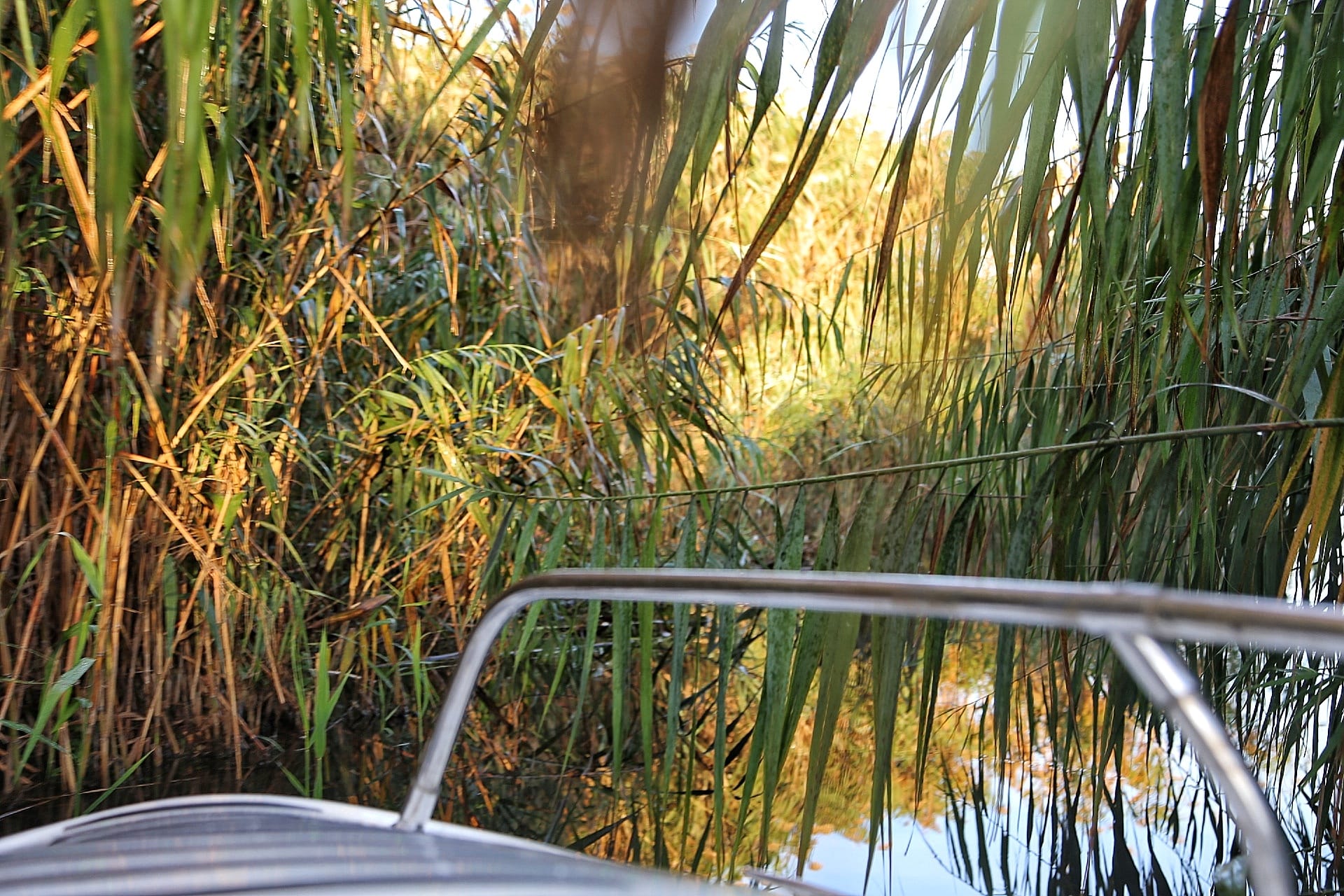 Golden reeds catching sunlight from the bow of a delta boat