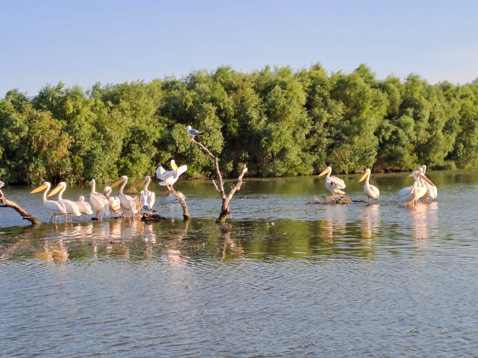Pelicans gathered along a fallen branch in the delta