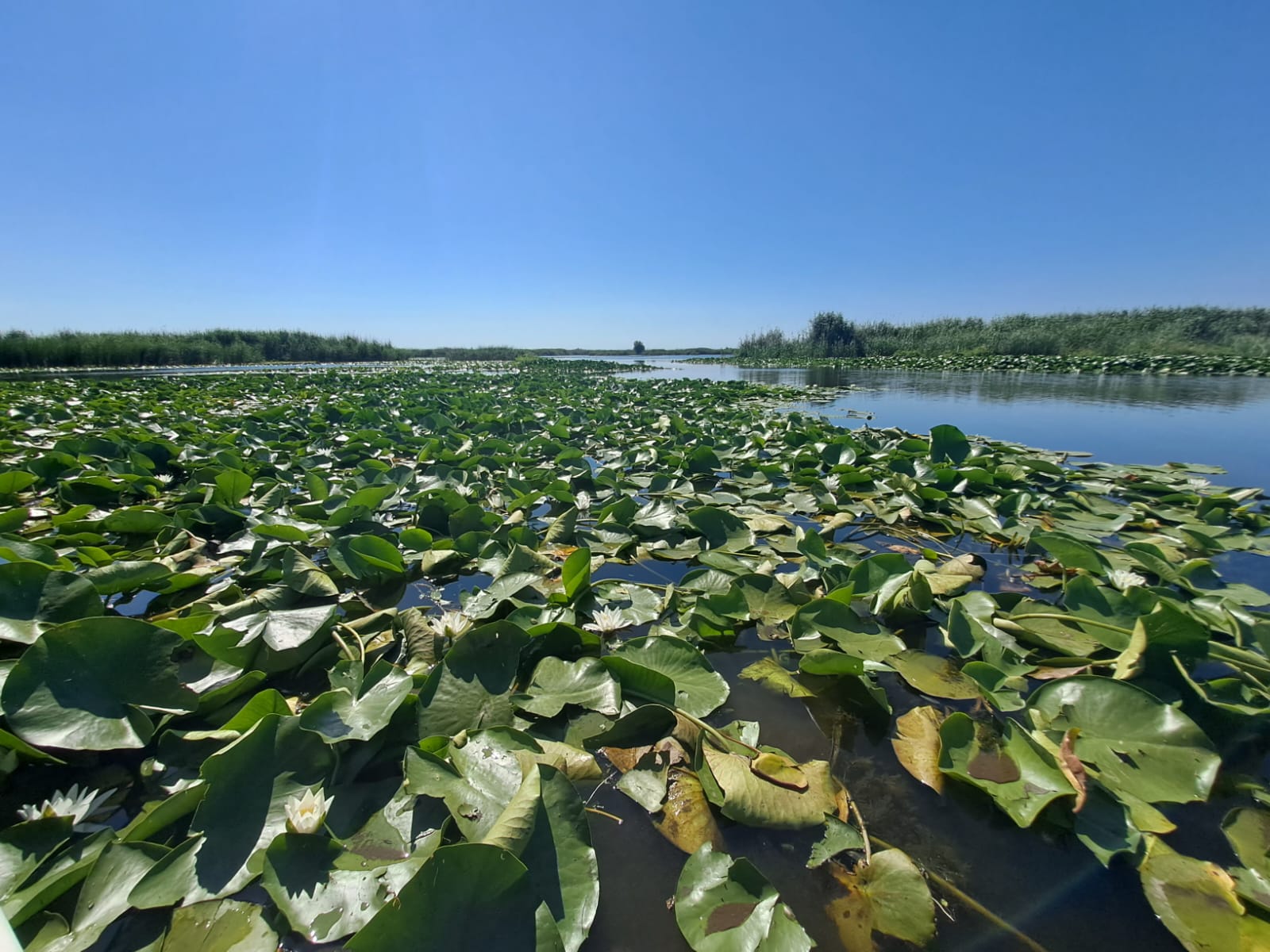 Water lilies covering a Delta lake