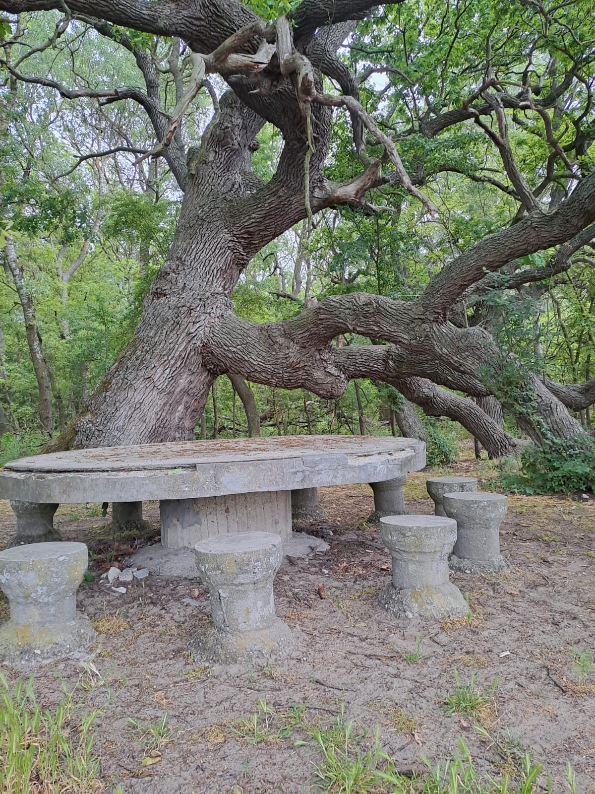 An old stone table under a centuries-old oak tree