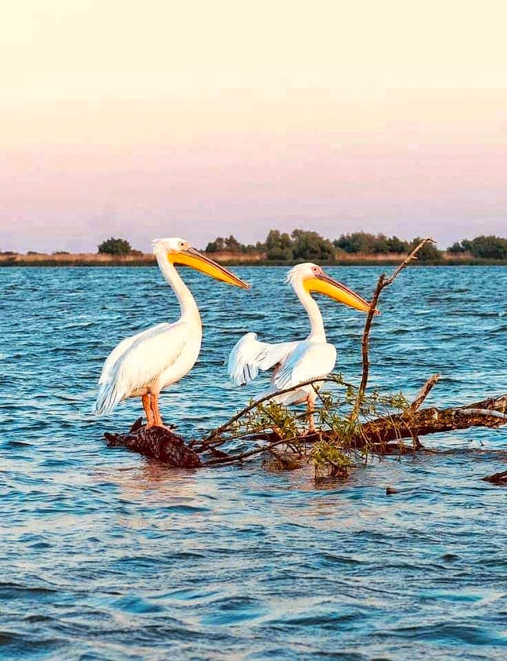 Two pelicans at sunset