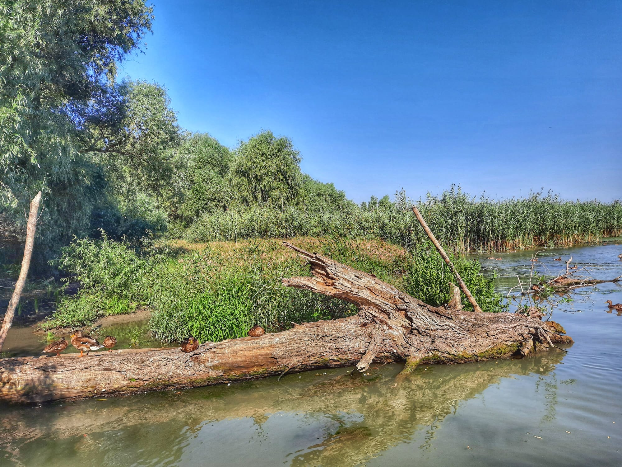 Ducks resting on a fallen log in a Danube Delta channel