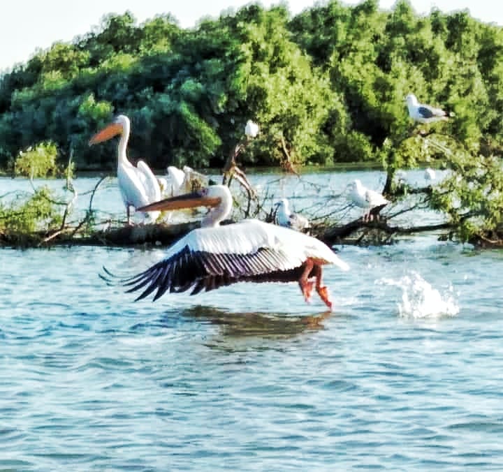 Pelican taking flight
