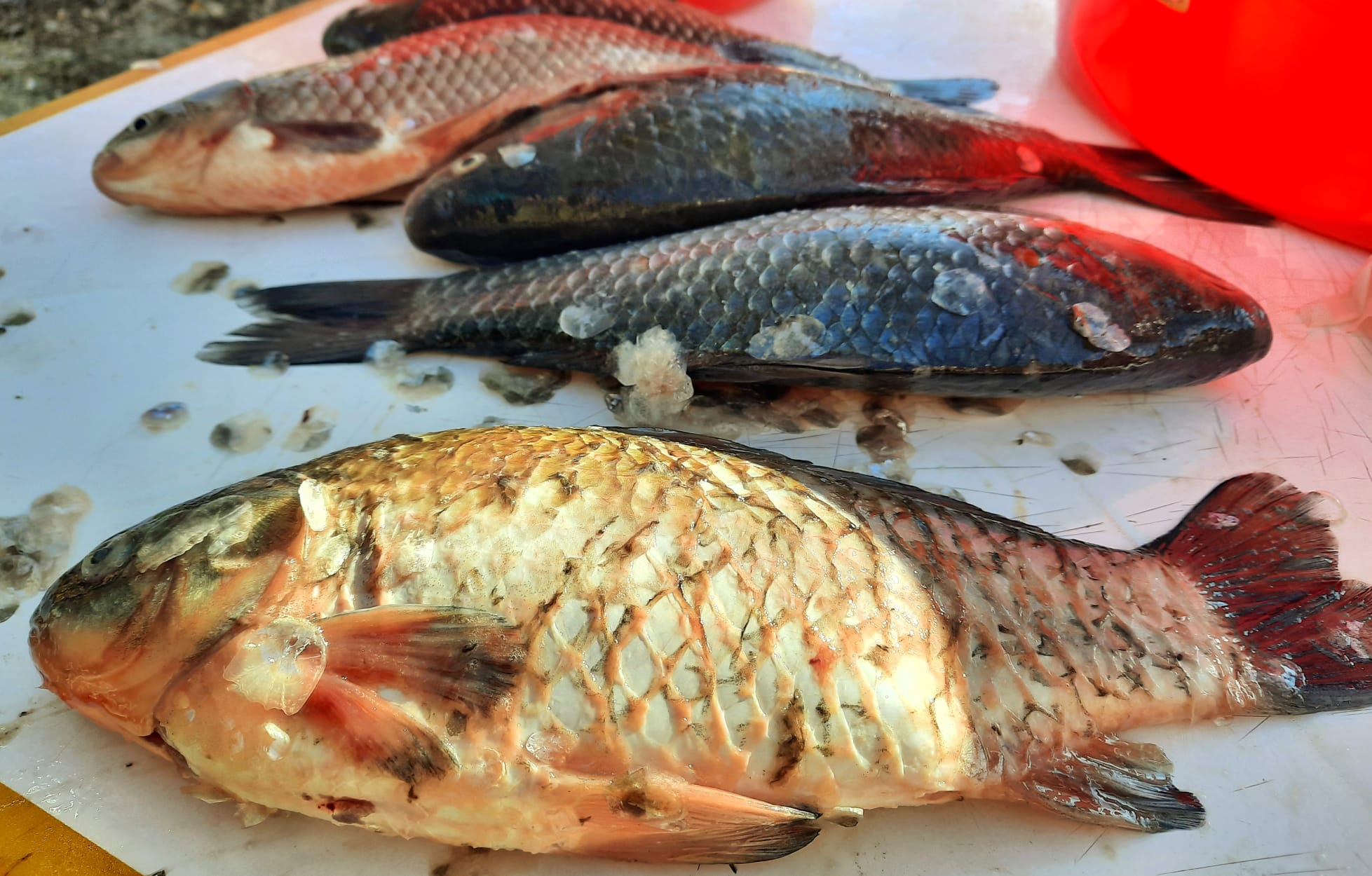 Fresh carp on the cleaning table