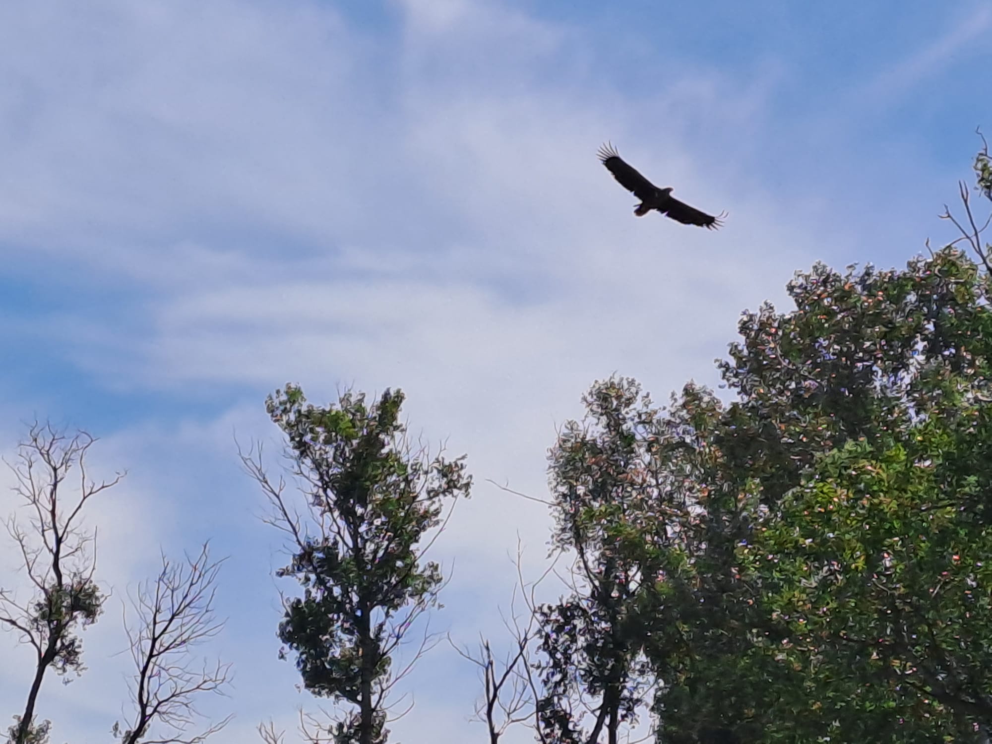 Eagle soaring above the treeline